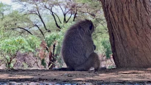 Baboon Sitting Near Tree Trunk in Natural Habitat