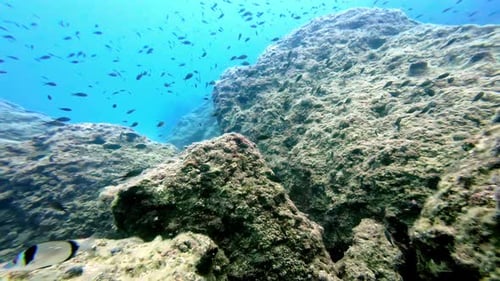 Epic wildlife on the ground of the ocean, fish and corals in the sea, exploring with scuba diver, sl