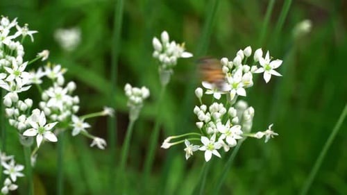 Honeybee Pollinating White Flowers in a Sunny Garden