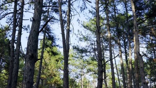 Pine Trees Against a Blue Sky