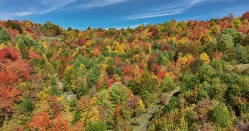 A stunning bird’s-eye view of autumn trees in full color, painted in red, orange, and green across t