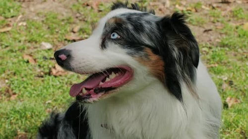 Australian Shepherd Dog Portrait with Striking Blue Eyes Captured Outdoors in a Park Setting