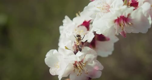 Bee Collects Pollen From Almond Flowers on Blooming Tree
