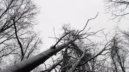 Looking Up On Leafless Tree With Snowfall In Forest. - aerial