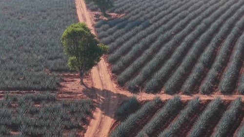 Aerial View of Agave Crop Field in Daytime