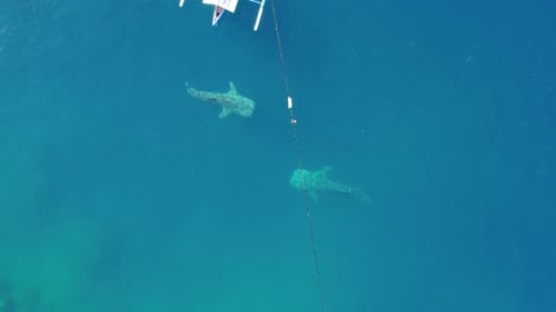 Aerial view of whale sharks swimming in ocean
