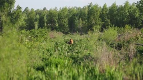 A red marsh deer buck grazes in thick grassy meadow, drone hovers nearby