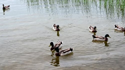 group of mallard ducks near the shore of the lake