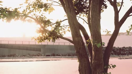 Sunbeams Pour Through Treeon the Beach