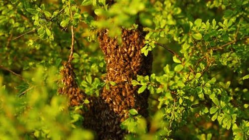 Wildbienen