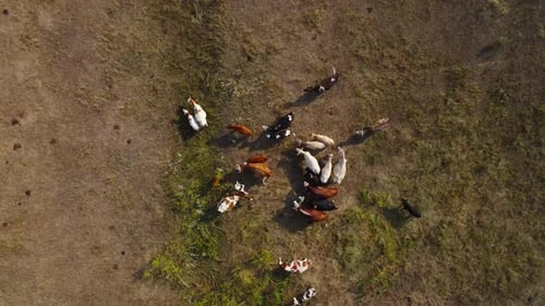 TopDown View Drone Approaches a Herd of Cows in a Meadow