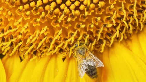 Macro View of Sunflower Plant with Honey Bee Collecting Nectar in Blooming Field