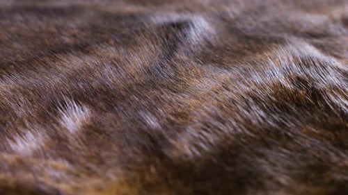 Brown natural mink fur close-up rotates on display. Texture of thick shiny fur close-up