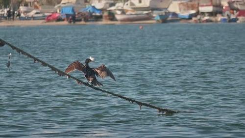 Cormorants perched on mooring ropes above sea water in the harbor