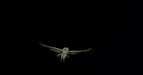 Barn Owl, tyto alba, Adult in flight by Night, Normandy in France, Slow Motion 4K