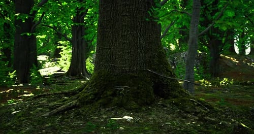 Majestic Tree Standing Tall in a Lush Green Forest with Dappled Sunlight