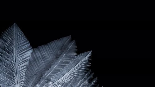 Detailed Ice Crystal Patterns on Dark Background