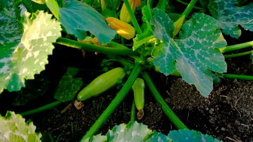 Zucchini Growing in the Garden Selective Focus