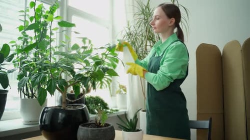 A Woman Waters and Sprays Domestic Plants The Concept of a Home Garden SpringCare of Home Plants