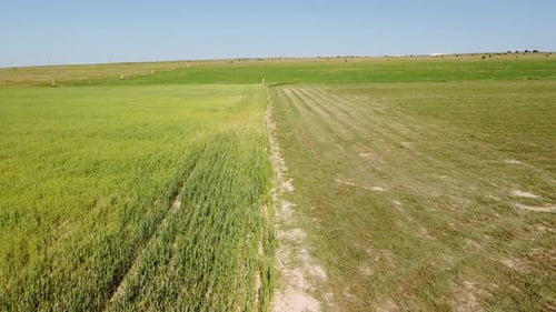 Aerial View on Green Wheat Field in Countryside