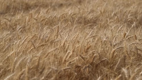 Wheat Field Blowing in the Wind on Sunny Day