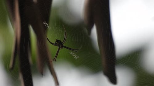 Spider in web-dark -waiting for pry-in wind .
