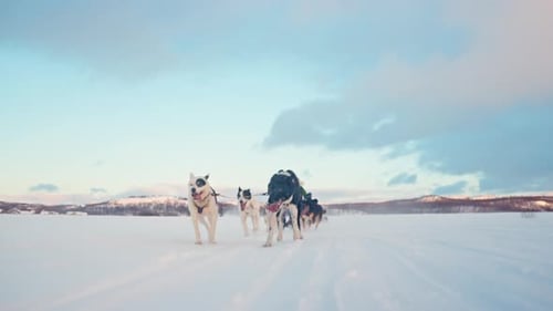 Low Angle View of Husky Sled Dogs Pulling a Sled through the Norwegian Snowy Landscape. Riding husk