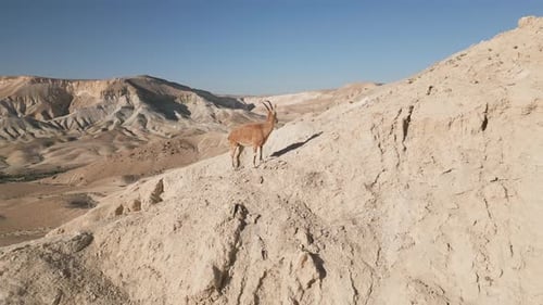 Aerial video of desert animals goats walking on the mountains, Negev, Israel