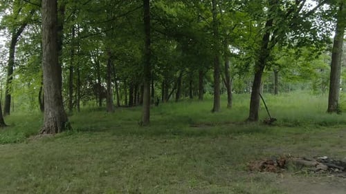 A low altitude slowly forward moving shot between tree trunks in a dark part of the forest during su