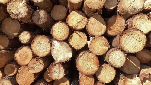 Wood Logs Pile, Natural Raw Timber Material