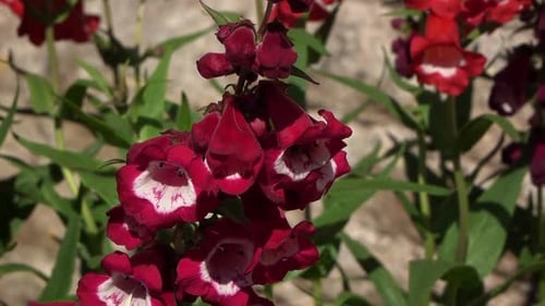 A bee emerges from a red flower and flies off right of frame. Sunny day. Wide shot