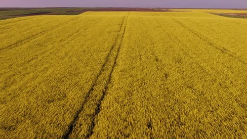 Aerial drone shot of blooming yellow canola rape seed fields