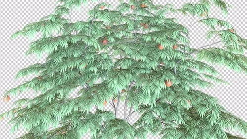 Windiger transparenter Hintergrund mit rotem Apfelbaum