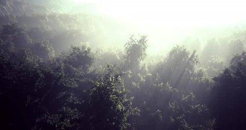 Misty Forest Whispers As Early Morning Light Spills Over the Treetops
