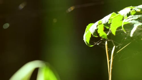 Spider Web On The Leaves Of Plant In Summer. - close up, slider