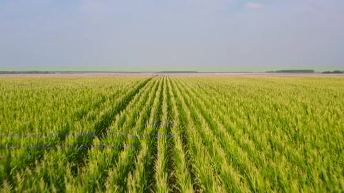 Aerial View of Lush Green Cornfield
