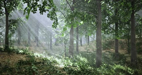 Sunlight Filters Through Lush Trees in a Serene Forest Landscape