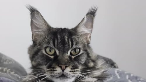 Close up portrait of a Maine Coon cat with tufted ears