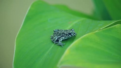 Green Frog on Green Leaf. Close Up of Frog Go Away From Leaf. Green Leaf Frog Walking. Little Ani...
