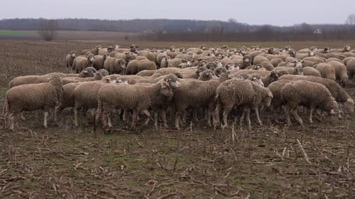 Flock of Sheep Standing in Rural Field