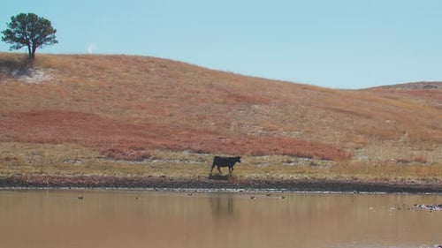 Landscape of Cow Walking Away from Reservoir, Beautiful Cattle Ranch