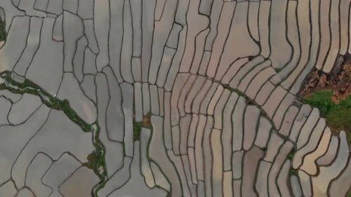 Imagens panorâmicas de 4K de voo sobre lindos campos de arroz em um vale sereno no Laos, sudeste