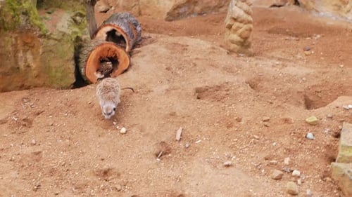 Erdmännchen laufen auf Sand und untersuchen die Gegend, lustiges, flauschiges Biest