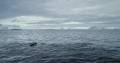 Huge Humpback Whale Show Tail in Antarctica Ocean