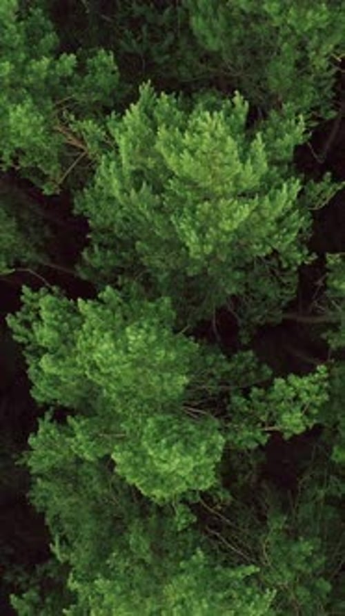 Vertical Forest Landscape Background Tree Crowns