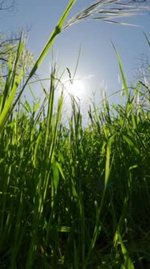 Vue en POV, Marcher sur l'herbe verte par une journée ensoleillée en contre-jour, Ralenti