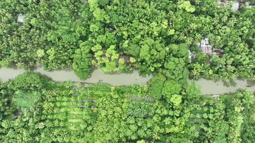 Vue aérienne du jardin de goyaves à Swarupkathi, Pirojpur, Bangladesh.