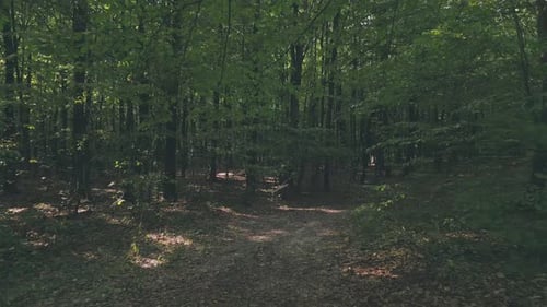 Path in the Forest