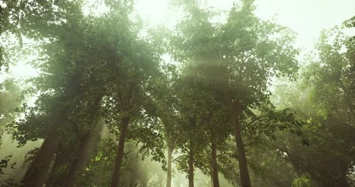 Beautiful Sunlight Filtering Through Tall Trees in a Serene Forest