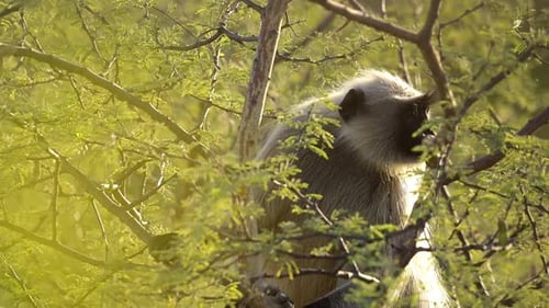 A Northern plains gray langur monkey sits amidst the vibrant green foliage of an acacia tree.